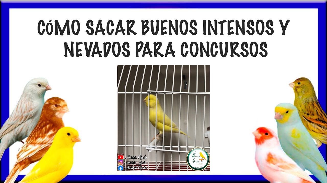 CÓMO SACAR BUENOS INTENSOS Y NEVADOS PARA CONCURSOS🐥