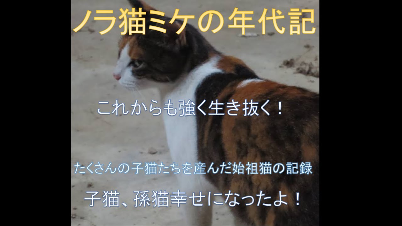 近所の野良猫ほとんどの&rdquo;始祖&rdquo;ミケの子供、孫たち。子猫たちが幸せに暮らしているのを見せてあげる！！