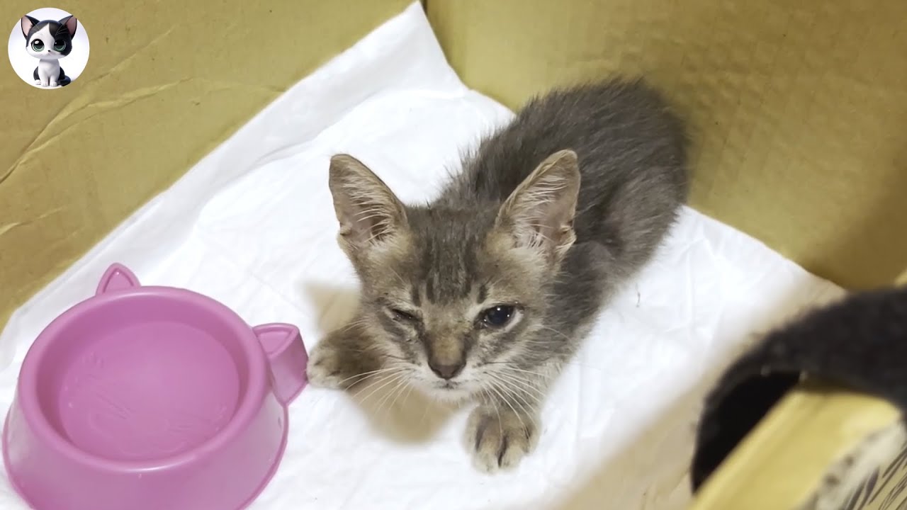 Как спасенный котенок растет: от 0 до 1 года «История говорящего кота Рио»