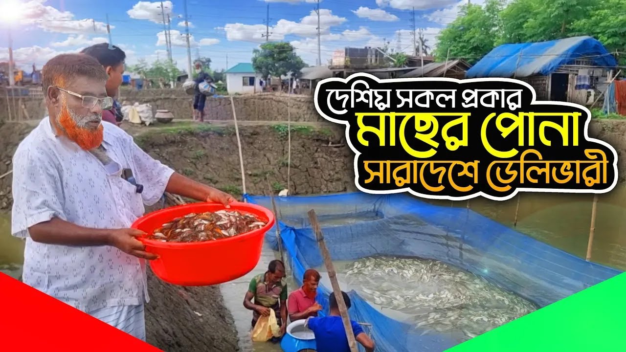 মাছের পোনার দাম ও কোথায় পাওয়া যায় জানুন | Pona fish Price in Bangladesh | প্রকৃতি ও জনপদ