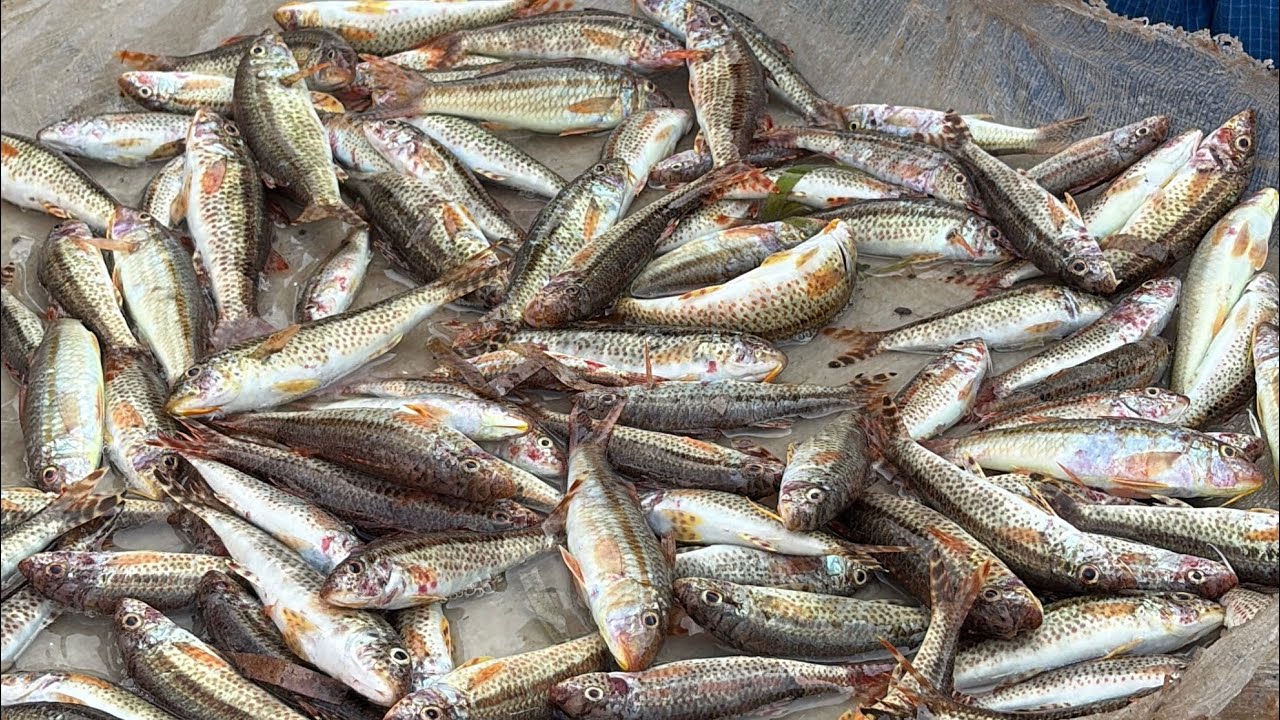 செவ்வாய்க்கிழமை மீன்கள் விலை என்ன?||Tuesday Fresh fish auction||Mar 10,2026