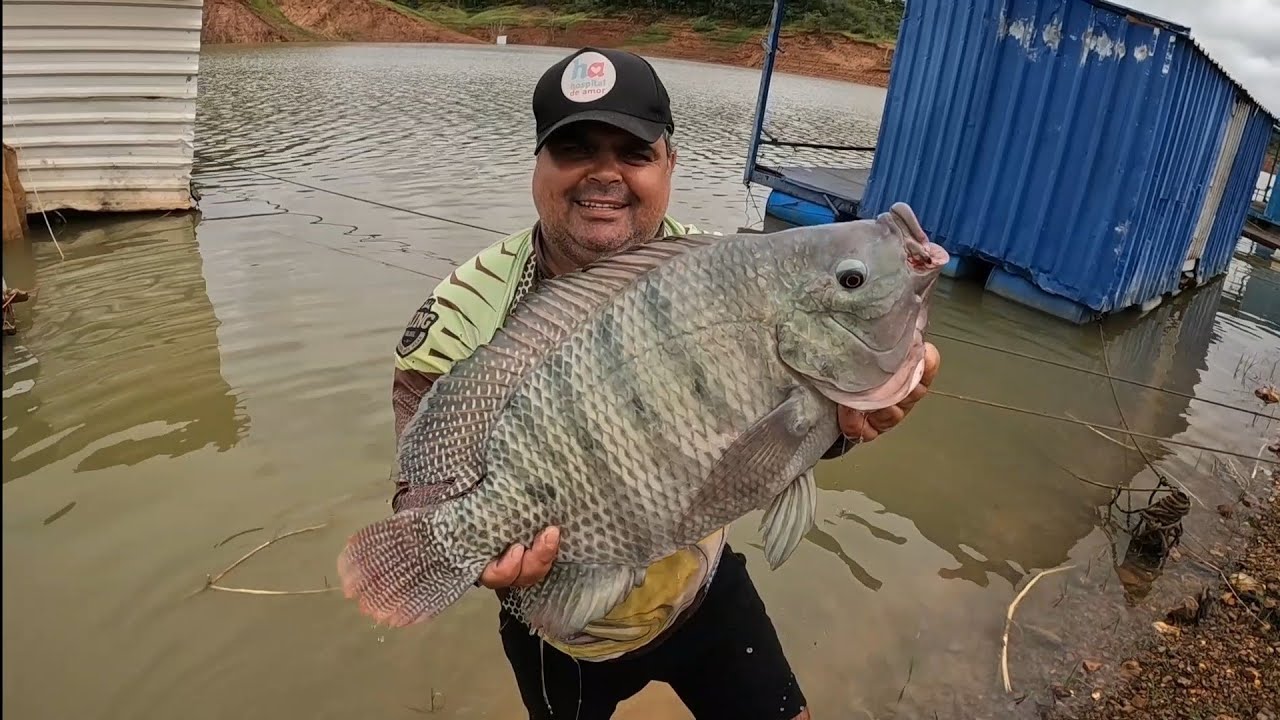 NEM ELE ACREDITOU, TILAPIAS SELVAGEM DO RIO QUEBRAZOL...