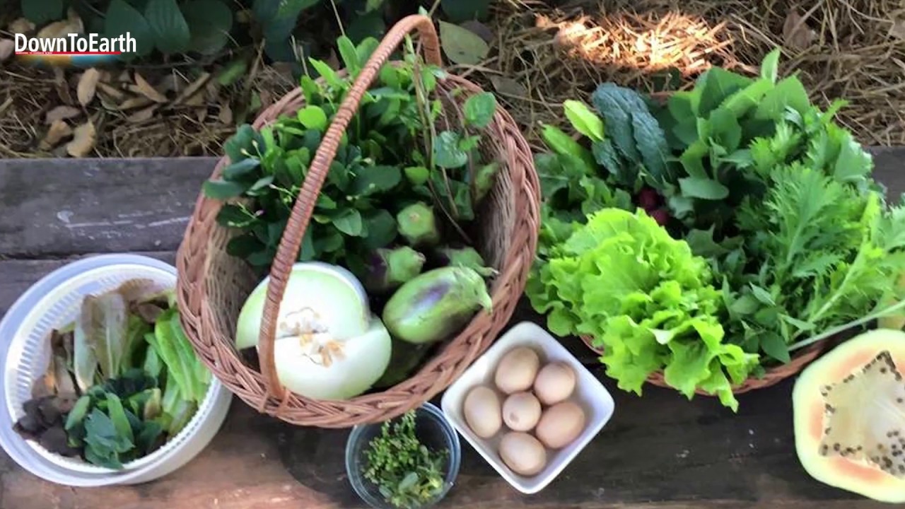 Permaculture: Rosie and Peter's Assagao Kitchen Garden and Food Forest