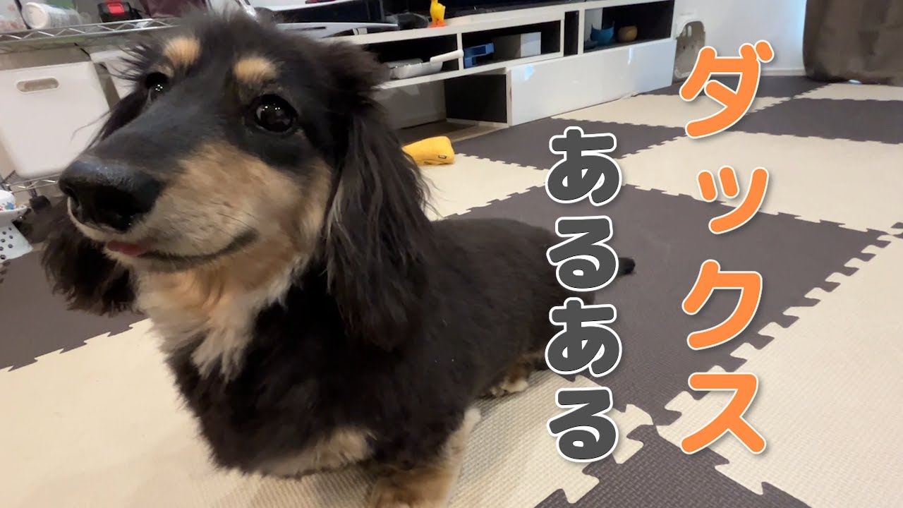 ダックスあるある　飼い主なら分かるはず！