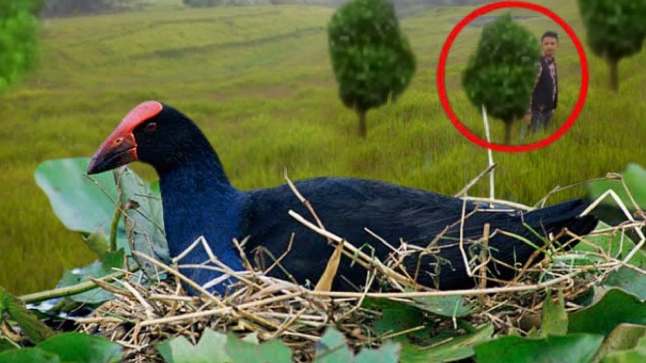 Wo0W.. HABITATNYA BURUNG MANDAR BIRU DI SINI, SAYA MENEMUKAN SARANGNYA