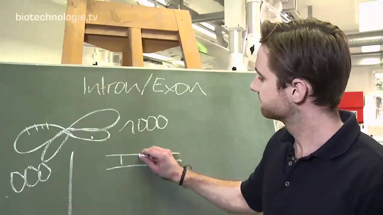 Kreidezeit 76: Intron und Exon