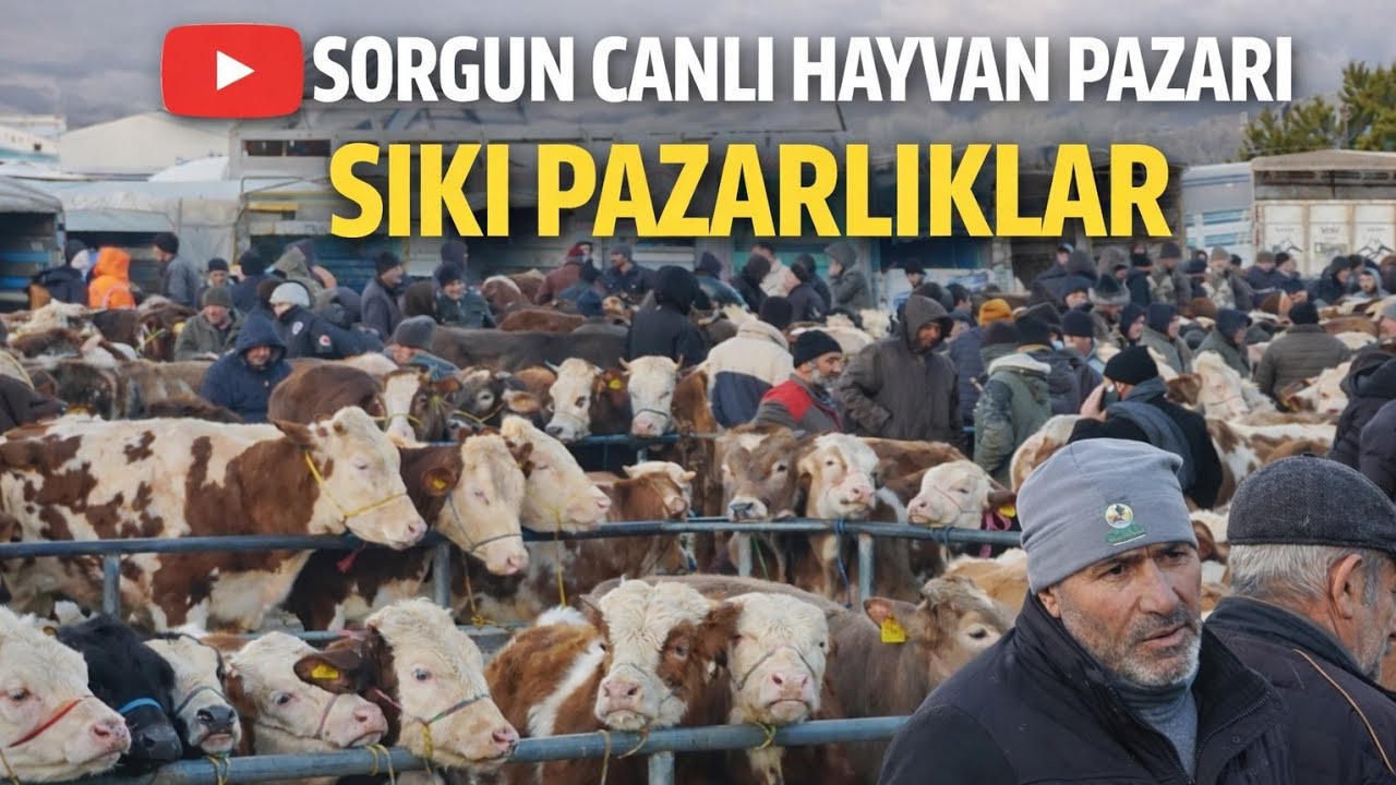 💯‼️SORGUN CANLI HAYVAN PAZARI 19 Şubat Perşembe ‼️💯
