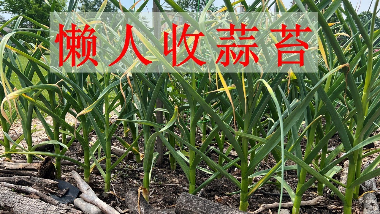 懒人收蒜苔 （附种植大蒜的三个诀窍）