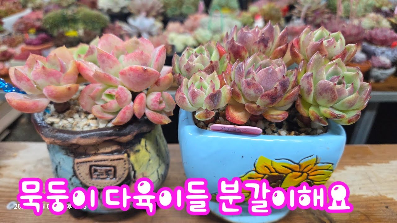 묵둥이 다육이들 분갈이해요 