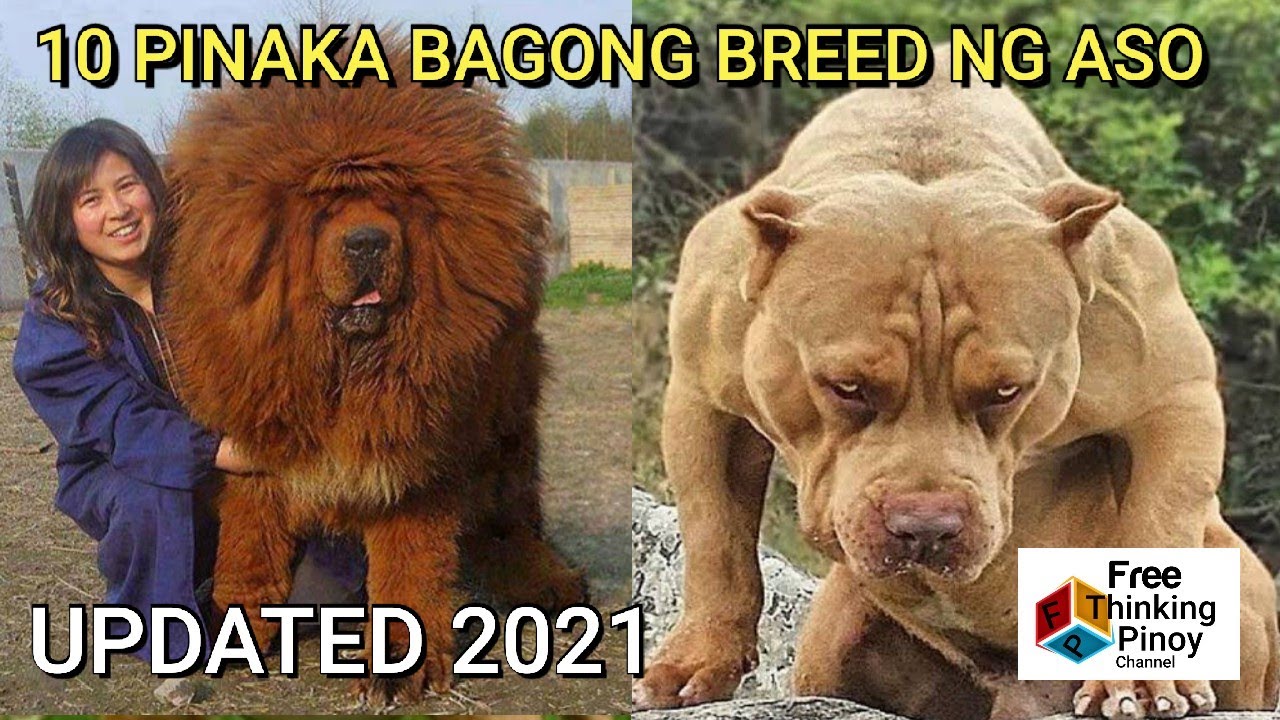10 PINAKA BAGONG BREED NG ASO | 10 Newest Breed of Dogs according to American Kennel Club