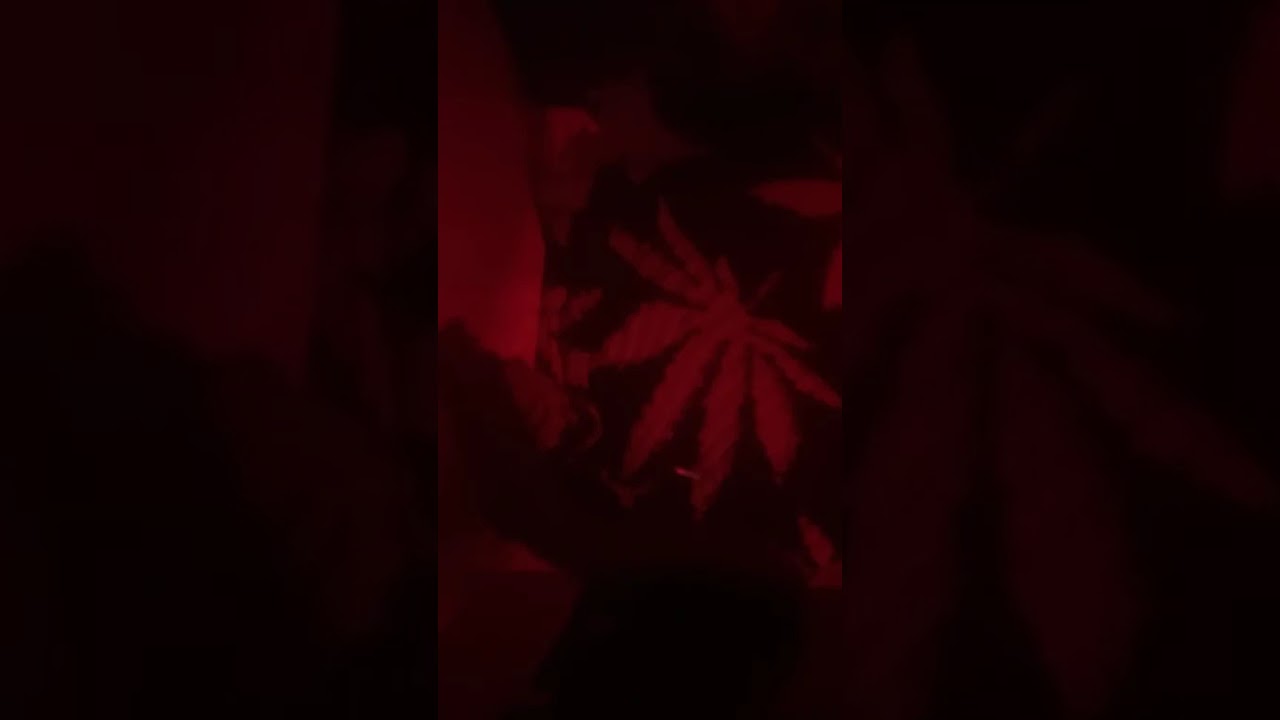 BBB