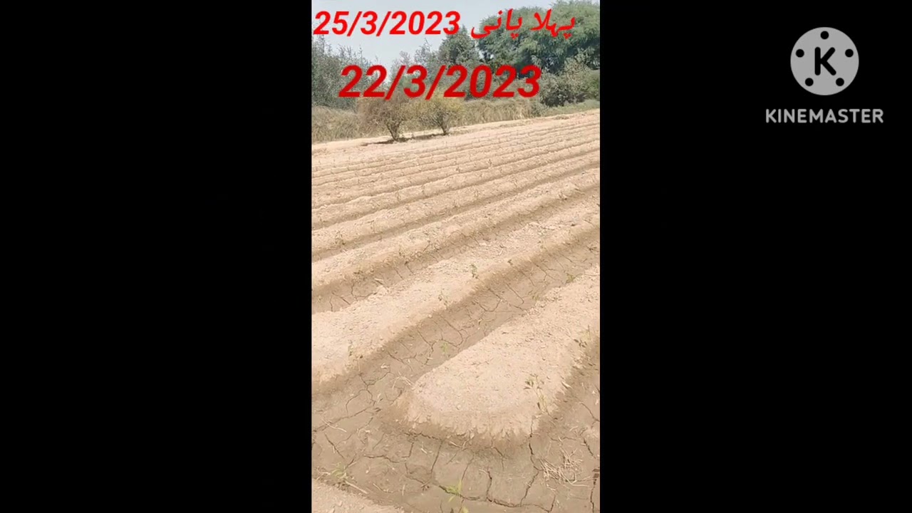 Mirch ki kasht in pakistan.#mirchi #agriculture
