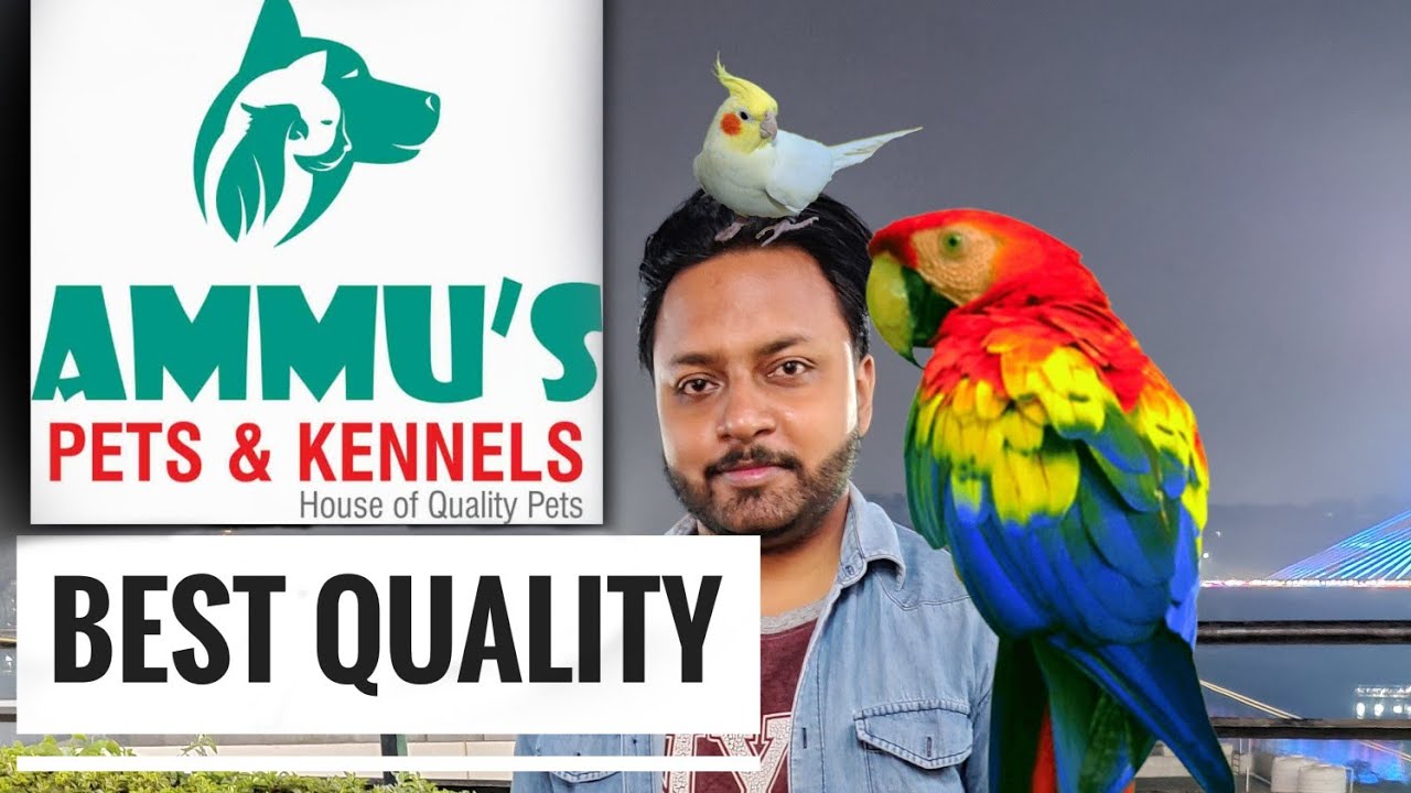 Best Quality Pets & Bird in Hyderabad | Ammu's pets and birds | No. 1 in Hyderabad #pets #birds