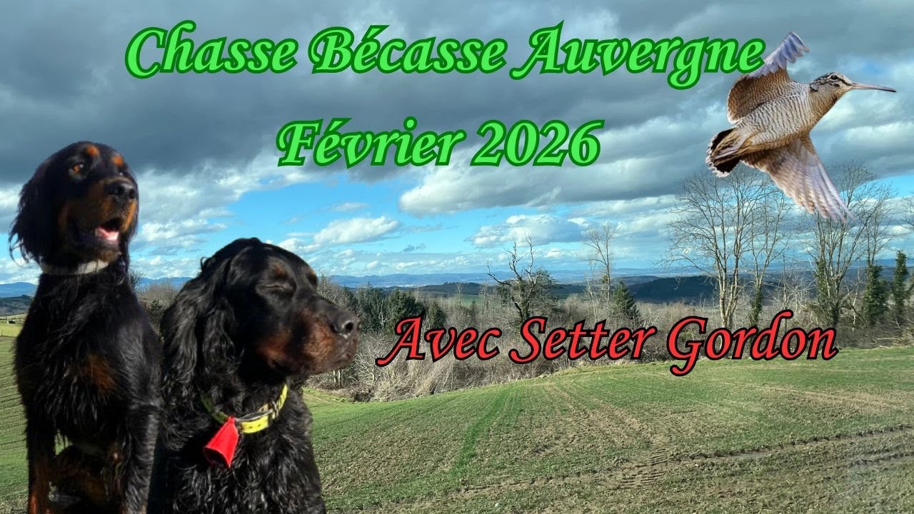 Chasse Bécasse Auvergne février 2026