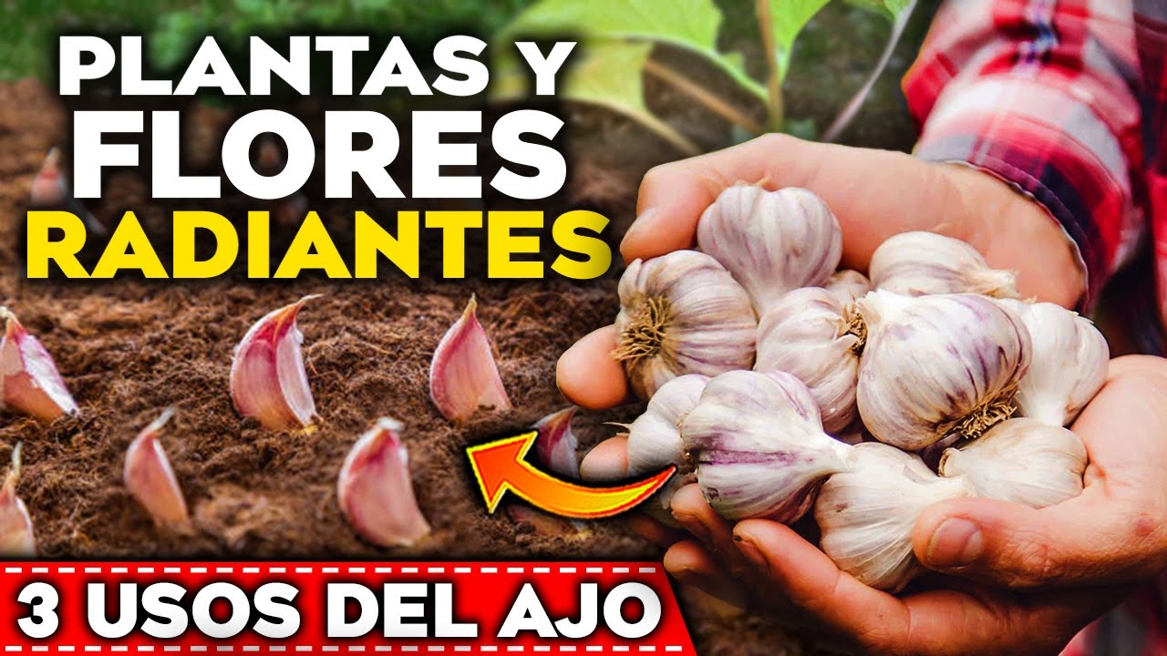 AJOS en tus PLANTAS!! Los 3 USOS INCREÍBLES del AJO en tus PLANTAS y FLORES | Huerto Urbano y Jardín