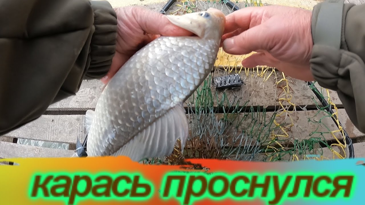 Карась проснулся / рыбалка на Днестре 9 апреля 2023