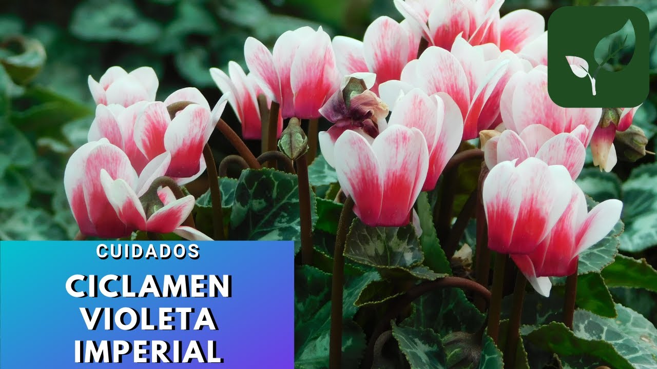 VIOLETA IMPERIAL CICLAMEN CÓMO CUIDARLA Y TENERLA EN CASA