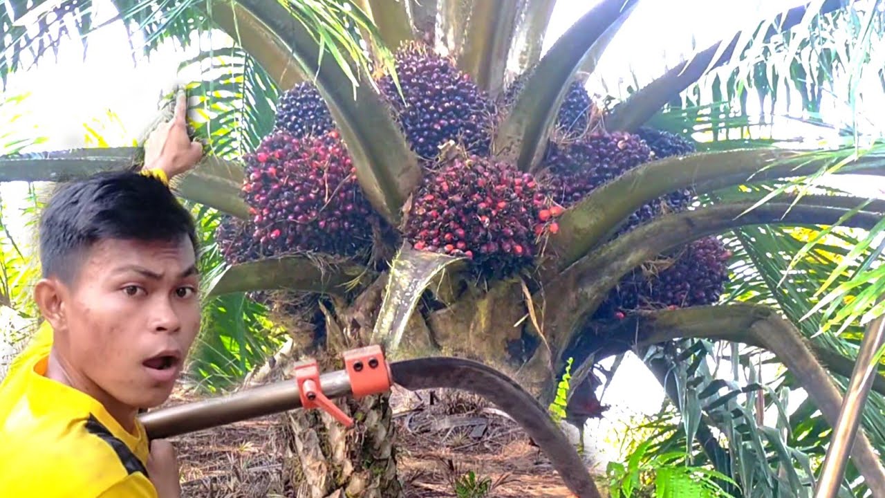 Beh Mantap Betul.. Seribu Pemanen Sawit Belum Tentu Bisa Panen Sawit Seperti ini