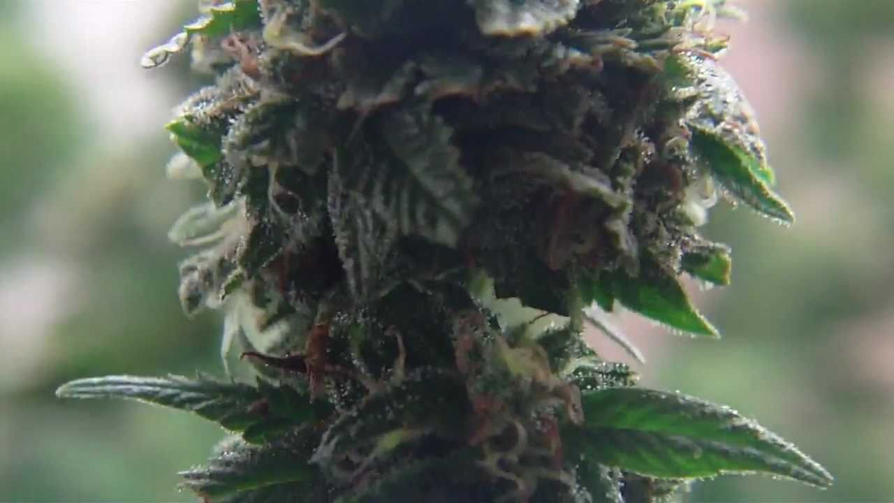 Marijuana Bonsai Zoom