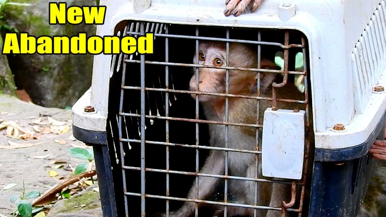 New Abandoned Monkey Was Released On (26-11-21) So She Was So Scared.