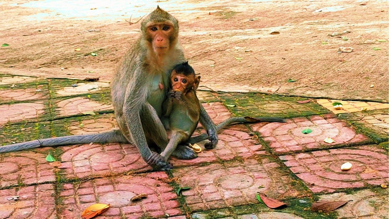 Adorable Monkey Surprises Animal Experts with Unbelievable Act of Breastfeeding!