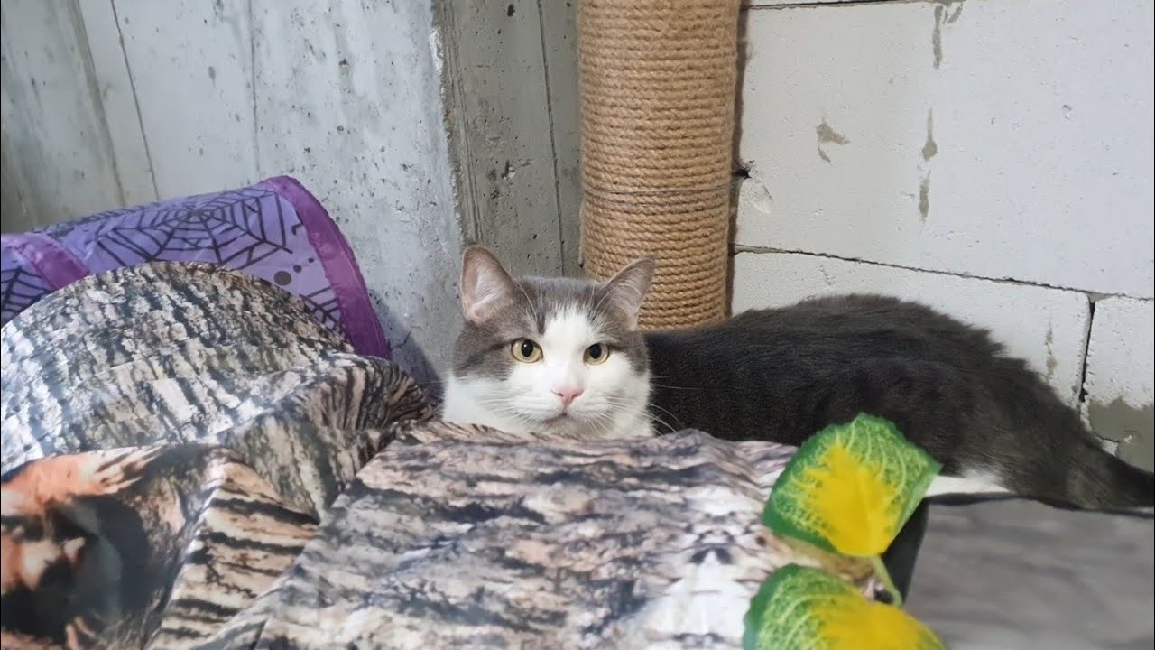 Нам подарували диван в котоквартирудив🐈🐈‍⬛