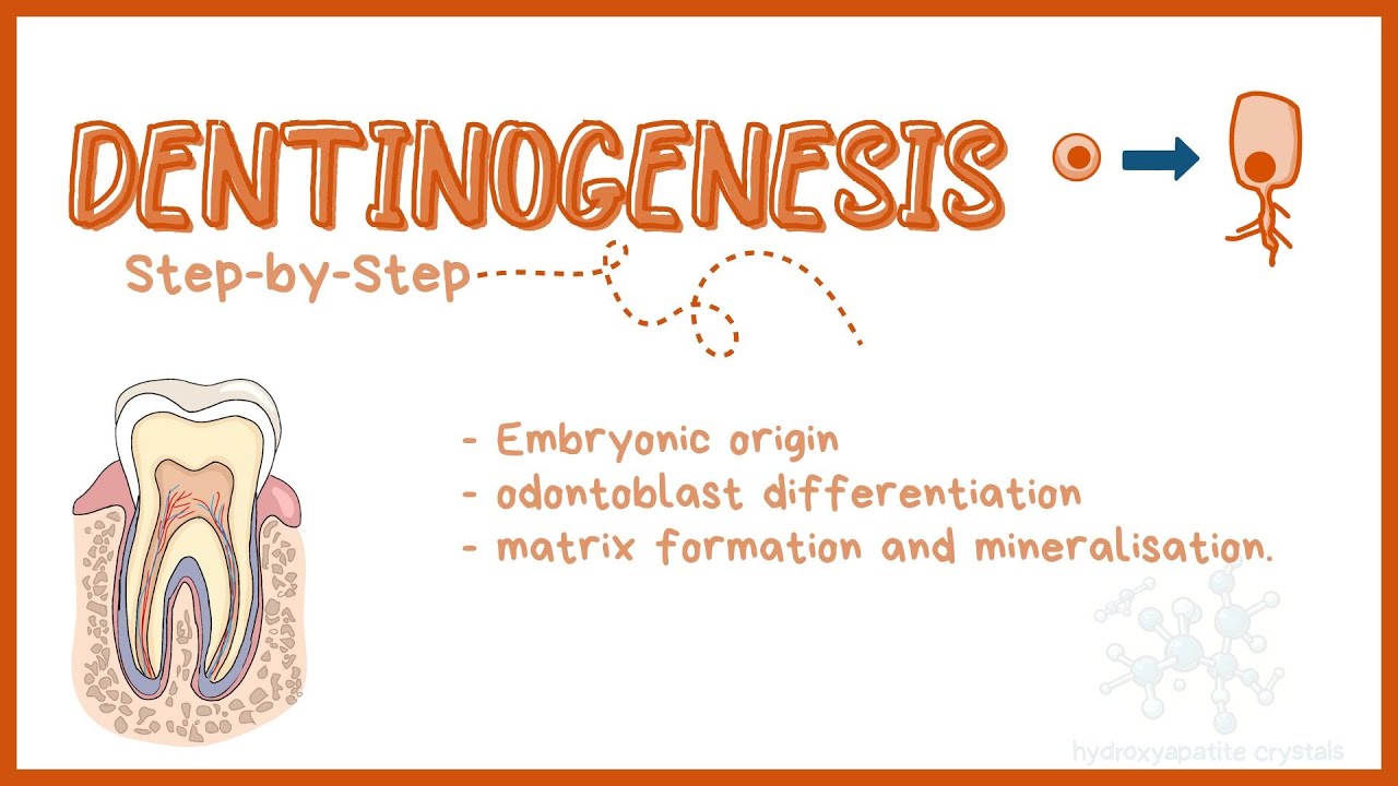 Dentinogenesis: Histogenesis, Differentiation, and Mineralization