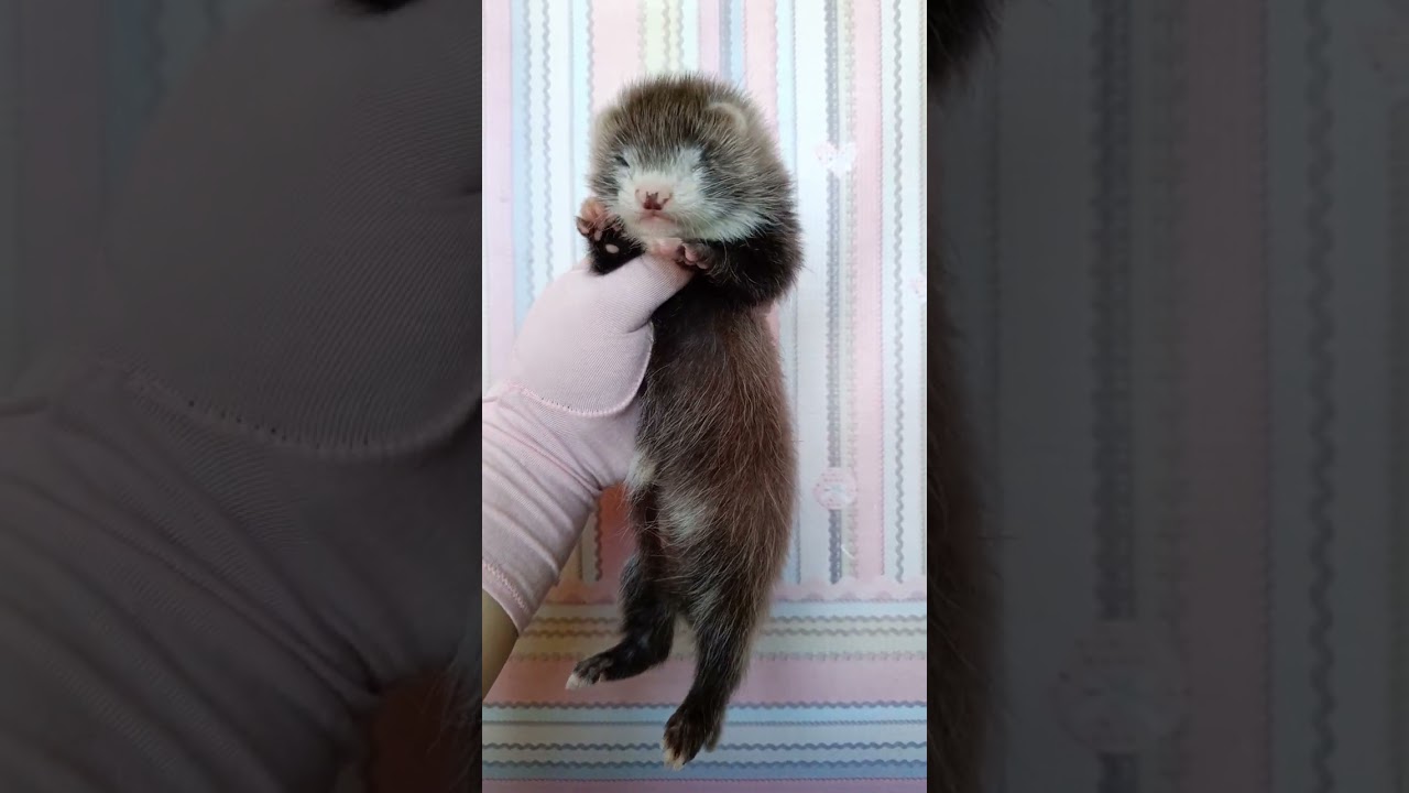 хорёк мальчик ангора #ferret