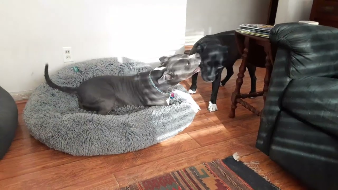 Gypsy n Raine ❤️🐾, sure stimulated after change in weather ☁️
