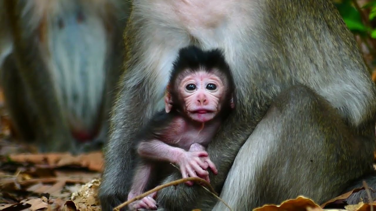 Monkey Baby So Cute Monkey From Mohanokor Group
