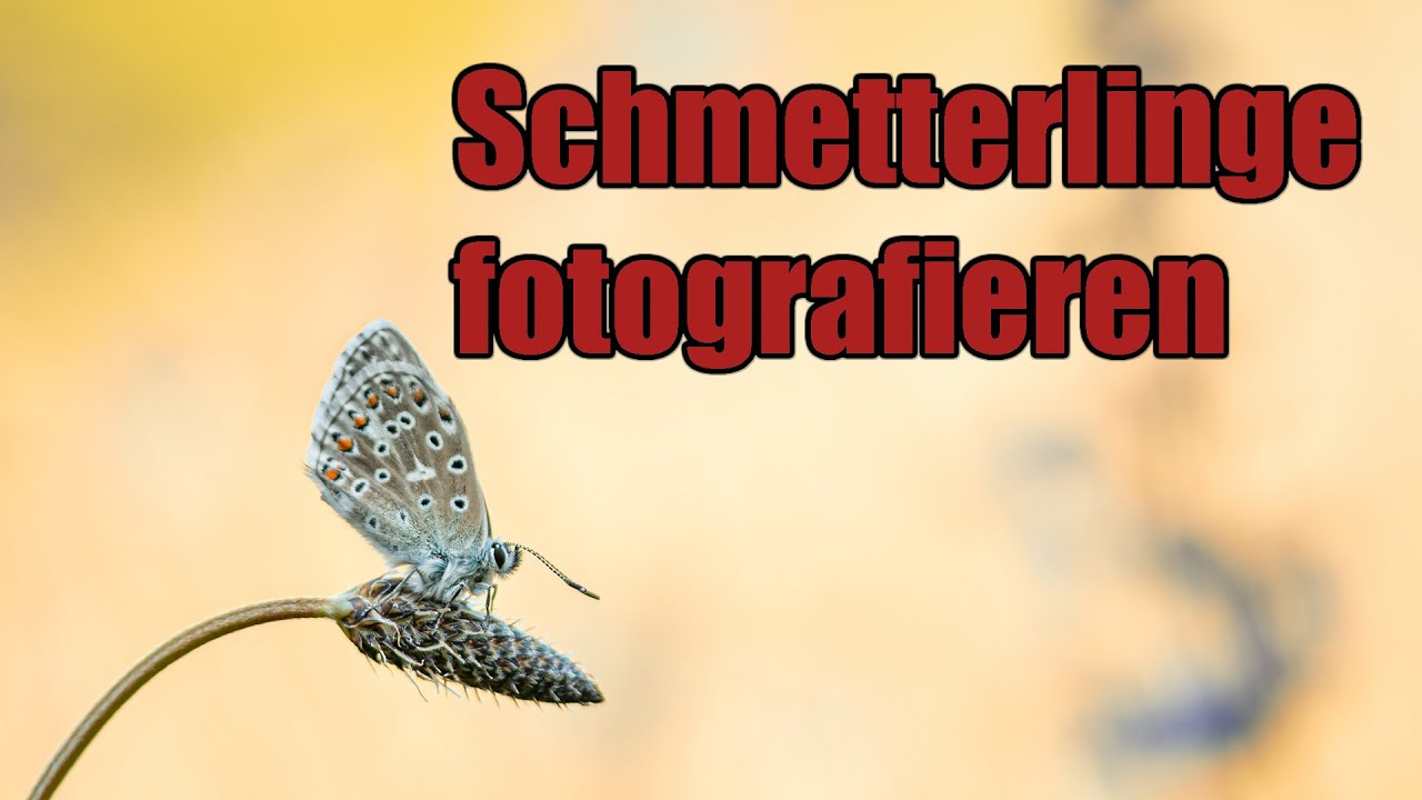 Makrofotografie | Schmetterlinge fotografieren | Einstieg in die Makrofotografie