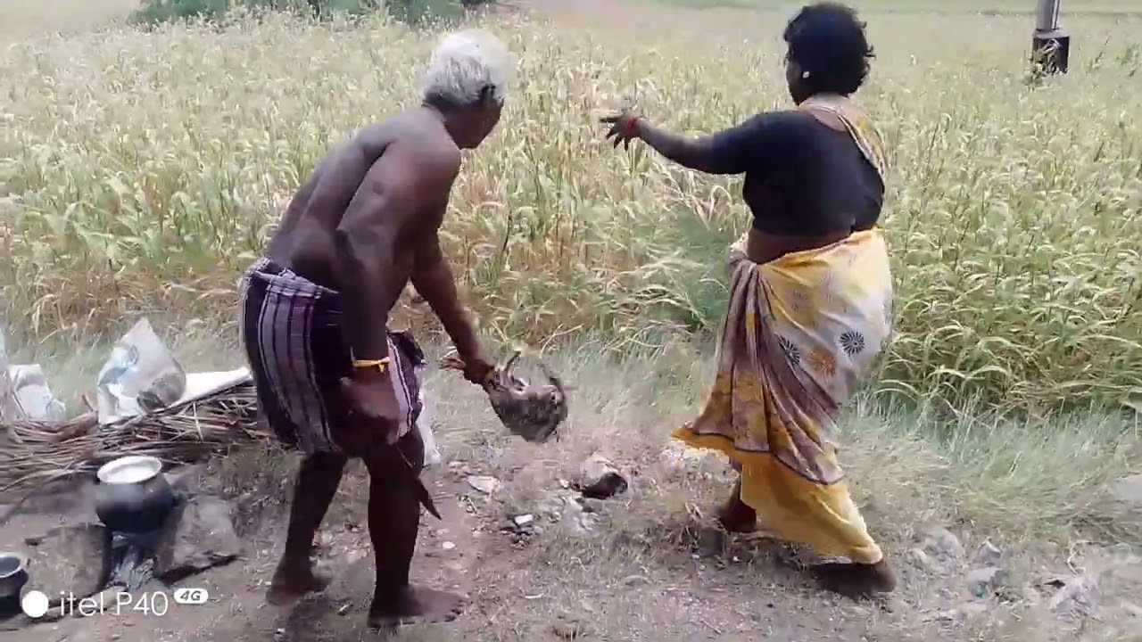சோளம் அறுவடை 