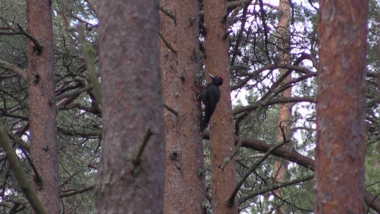 Pic noir (Dryocopus m. martius) Black Woodpecker