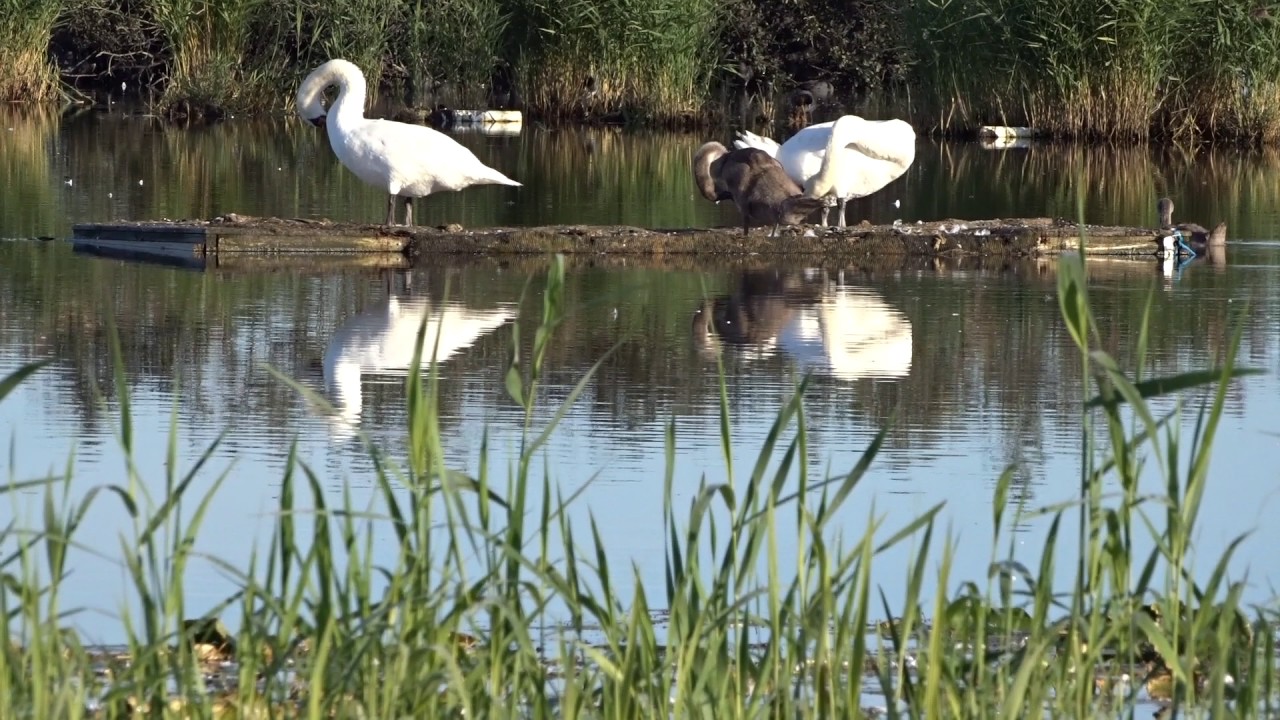 SIESTA           ( Naturvandringar i Årstiden )