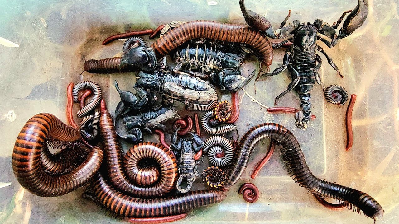 Catch a Gient big red Millipedes white Millipedes and black Millipedes Scorpion 