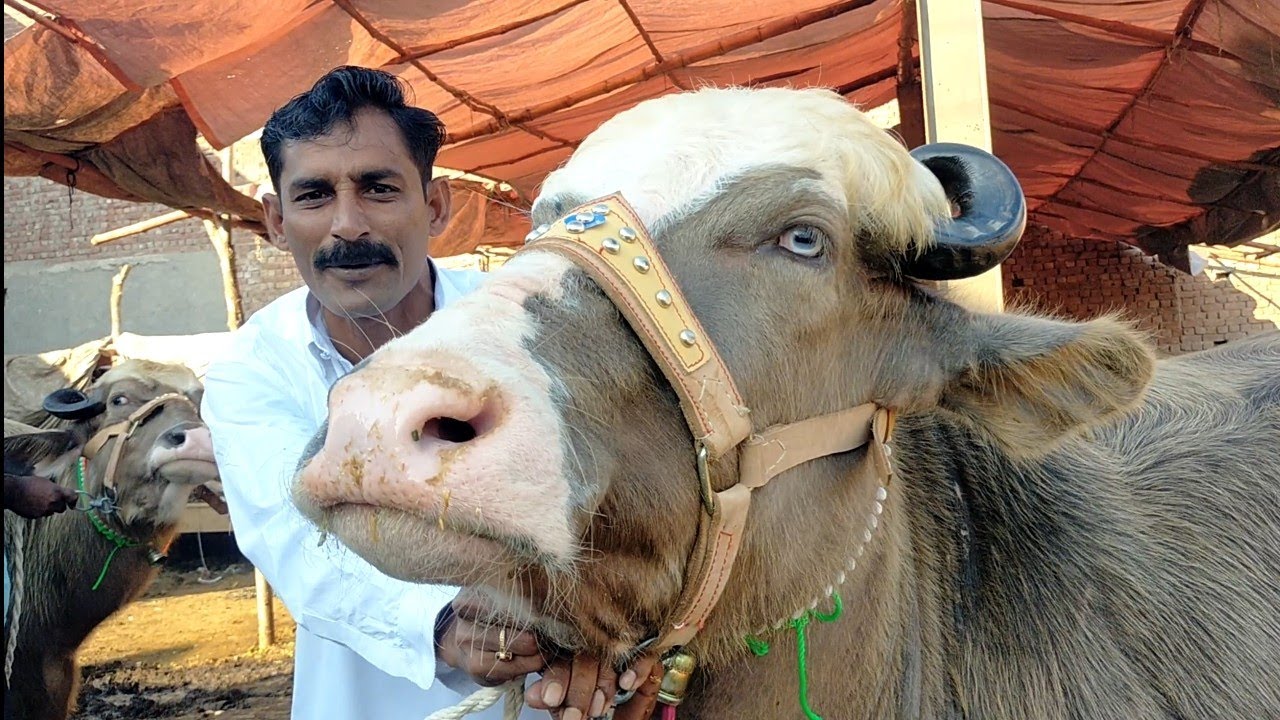 REALLY! Husan Ki Malkaa!! Aisi Dondi Gabban Jotiyan Aapne Nahi Dekhi ||  100% Pure Quality Available