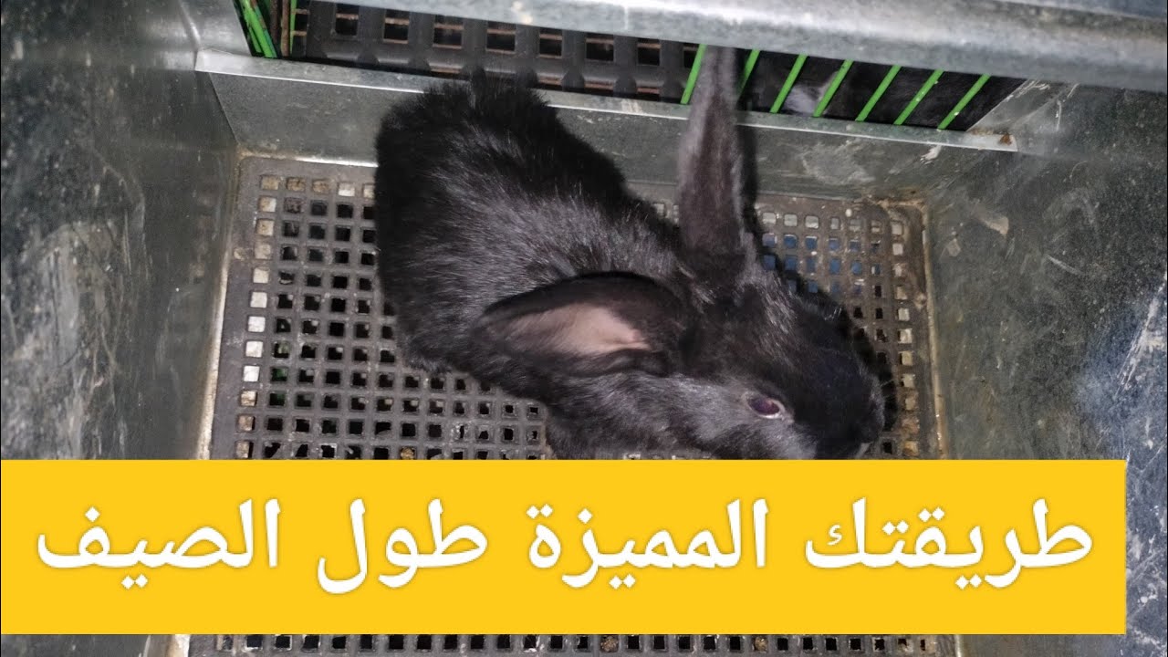 في الحر أعمل الطريقة دى كل يوم في مكان الأرانب وشوف جمال الأرنب عندك