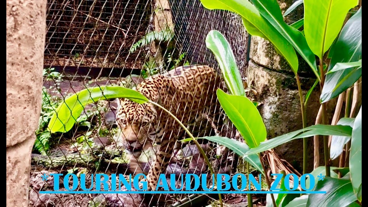 VISITING The AUDUBON ZOO in NEW ORLEANS!!!