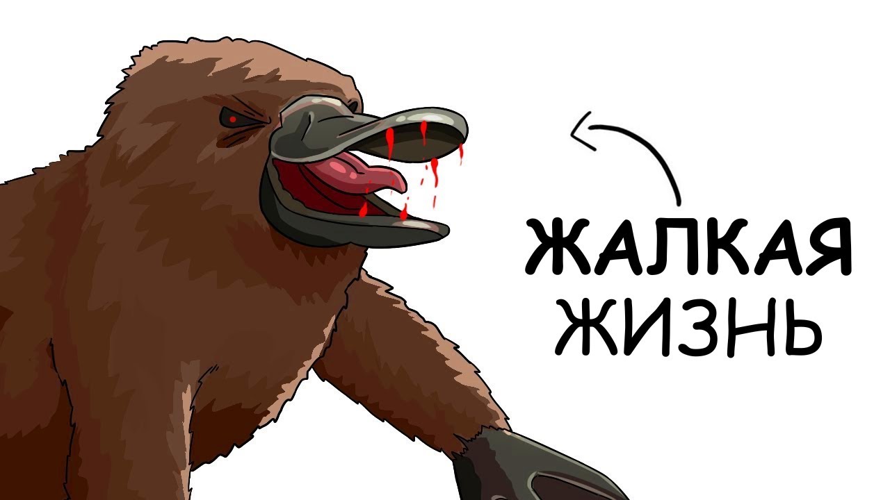 Ты &ndash; Утконос (И ЭТО ВСЯ ТВОЯ ЖИЗНЬ)