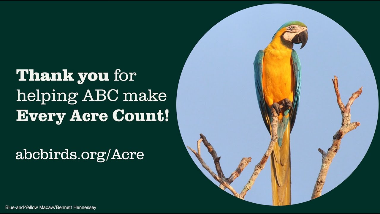 Thank you for making bird conservation possible!