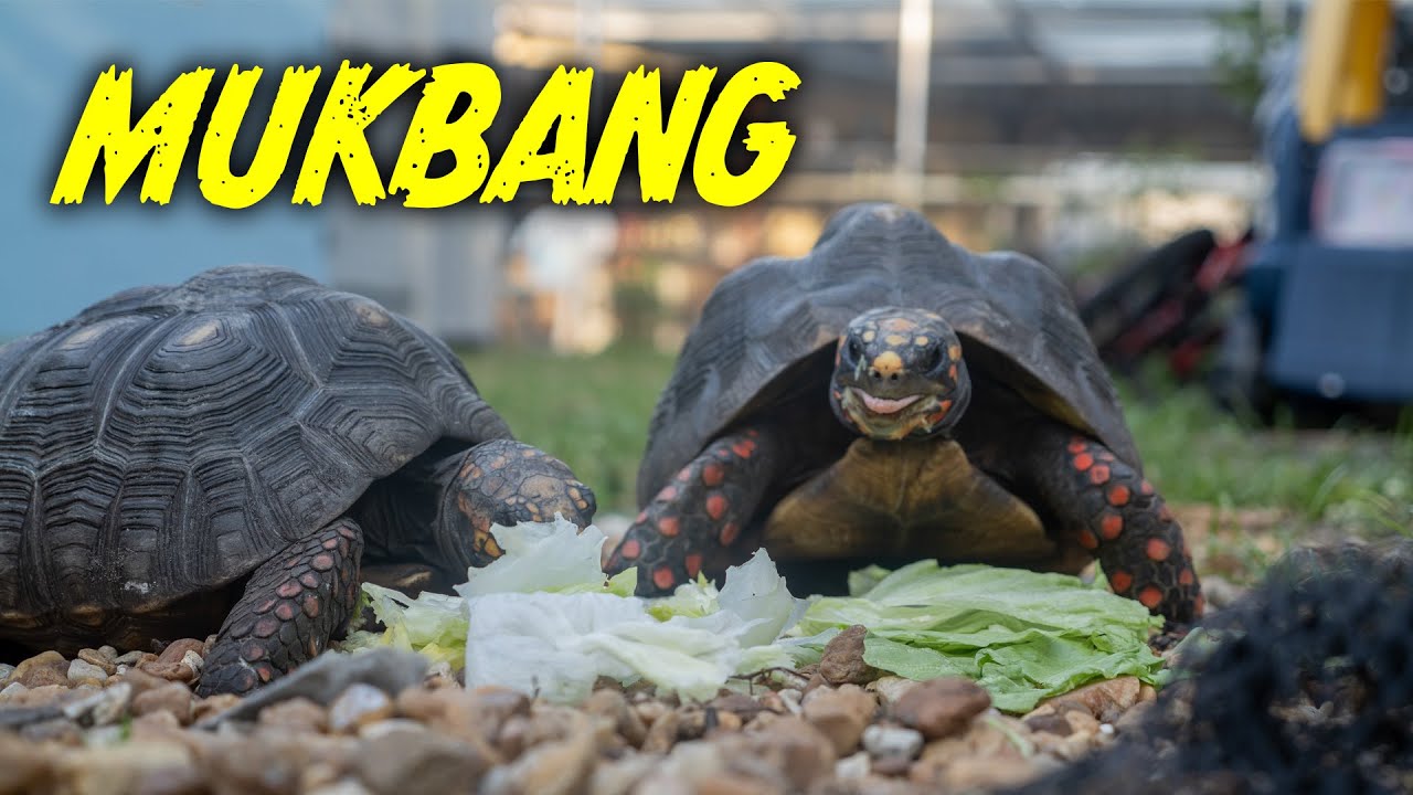 Up Close with Redfoot Tortoises – Hand-Feeding These Curious Reptiles!