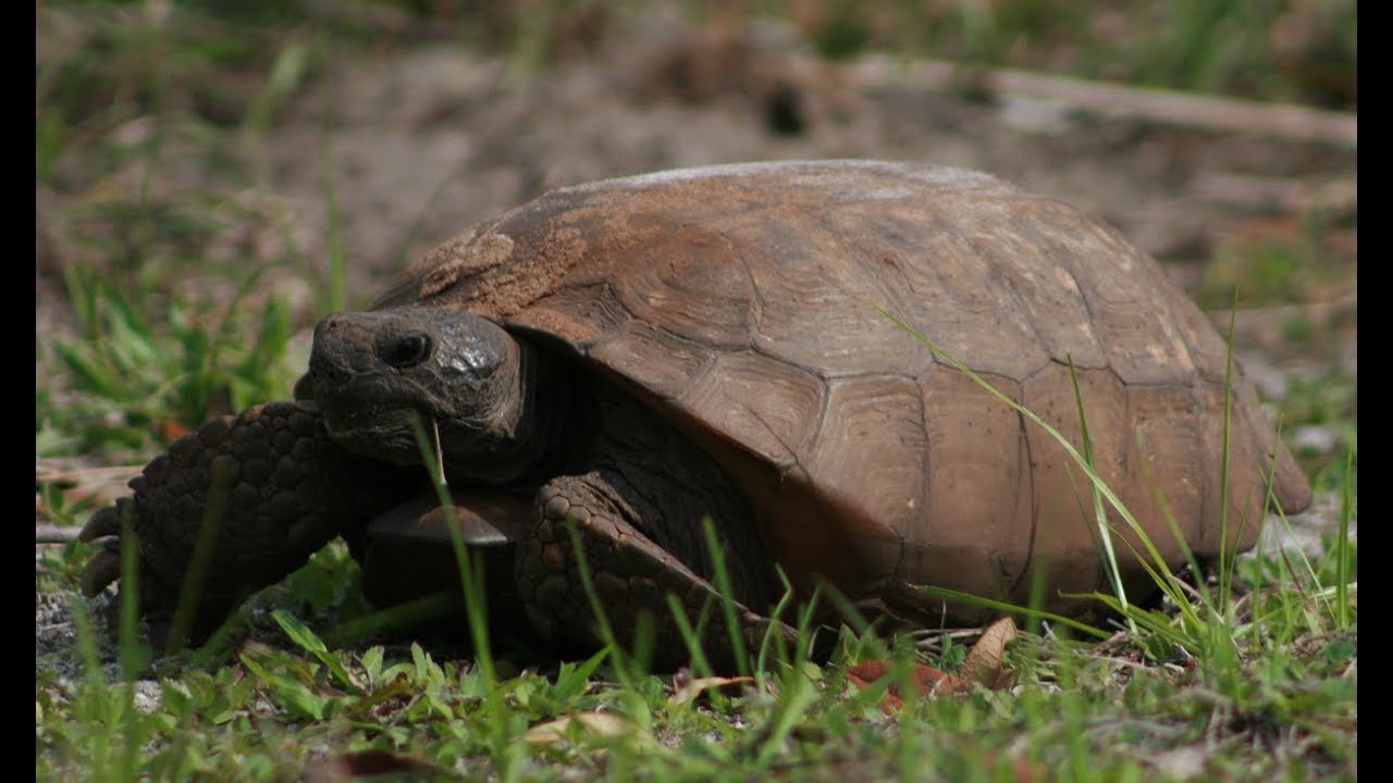 Gopher Tortoise - Florida