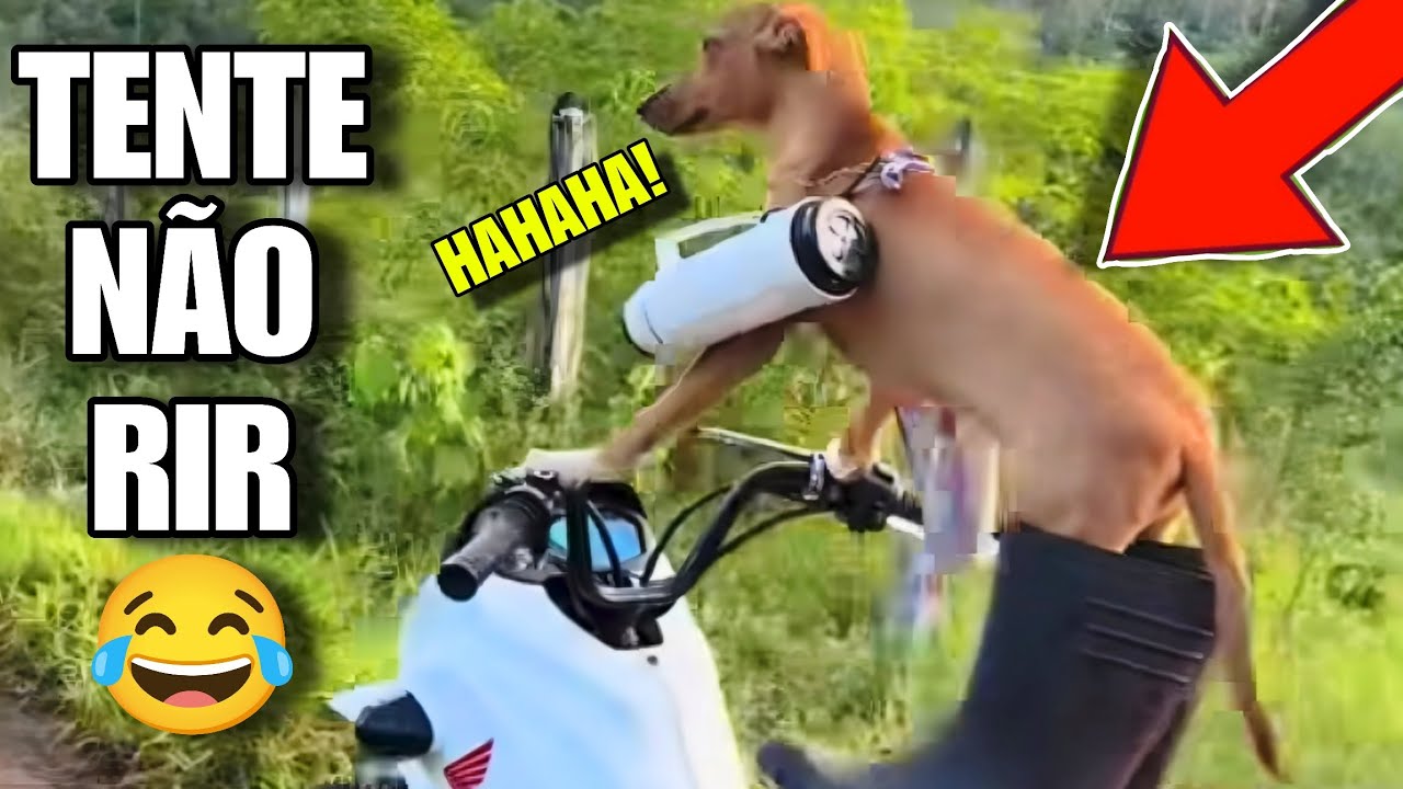 TENTE NÃO RIR: OS MELHORES MEMES DA INTERNET #videosengracados #tentenaorir #humor #comedia #memes 