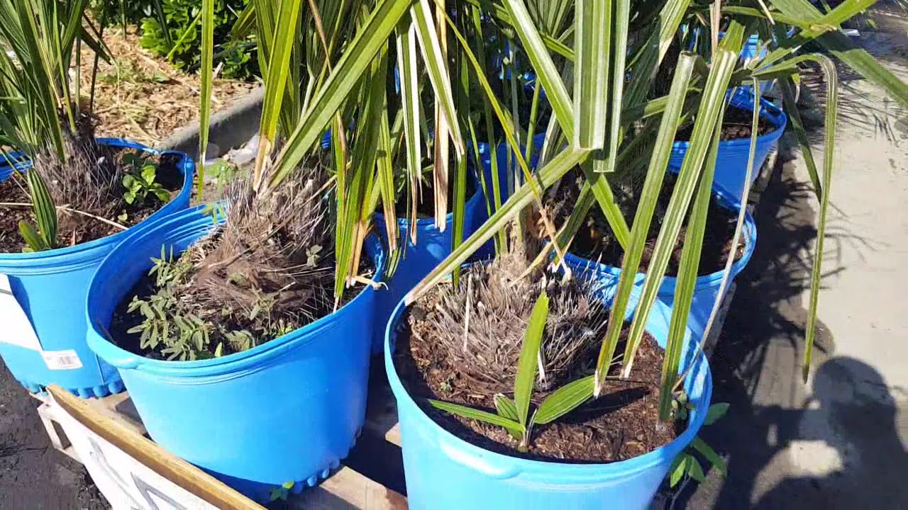 Urban Palms of Charlotte