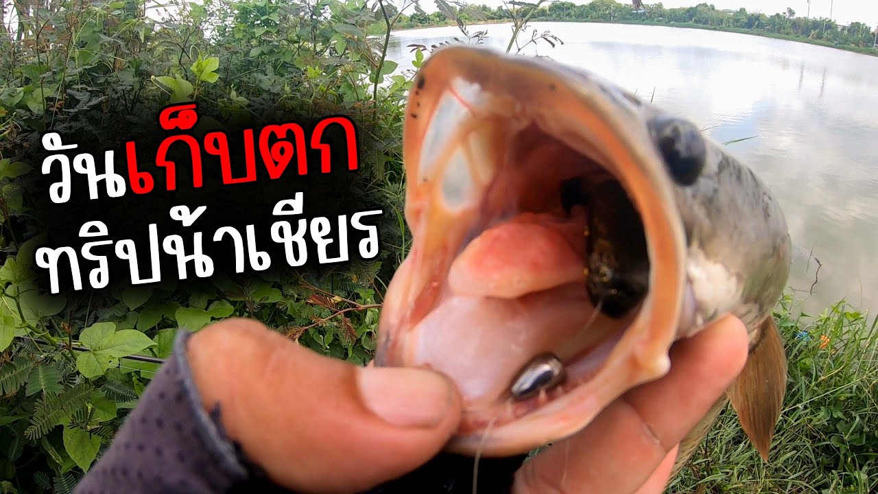 เก็บตกทริปปลาช่อนบุฟเฟ่ต์ด้วยเหยื่อ RipRoy หนึ่งวัน ตื๊อๆหน่อยอร่อยแน่ | ไอ้หนูเชื่อน้า