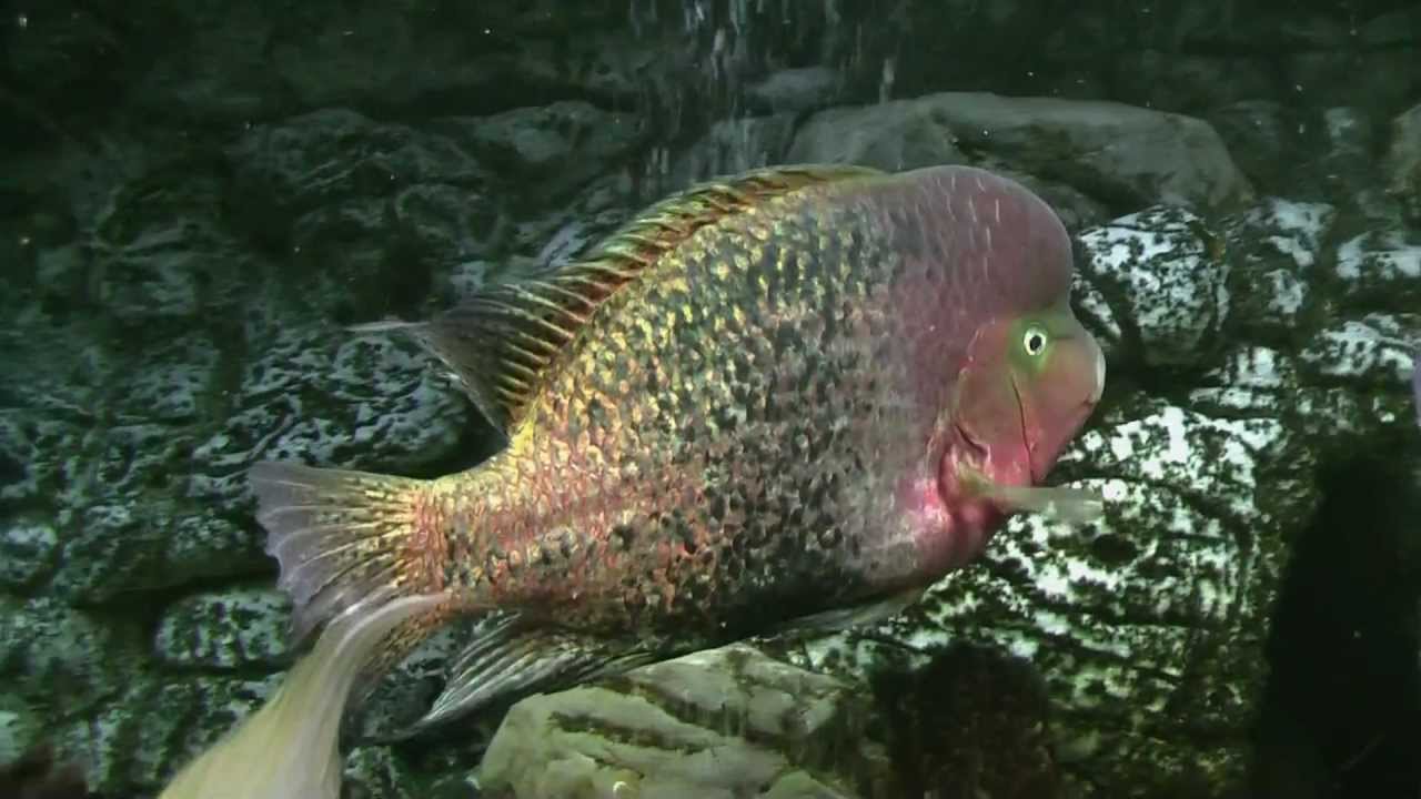 Paratheraps synspilus.