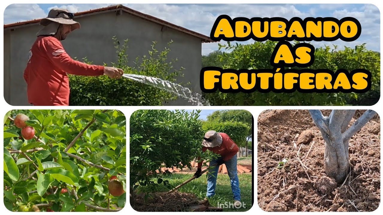 Adubando as Frutíferas com esterco de gado ( estrume) 