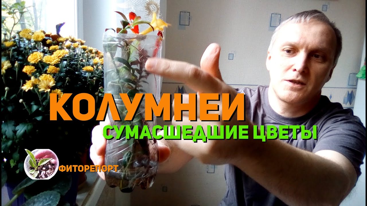 Фиторепорт. Колумнеи: Сумасшедшие Цветы