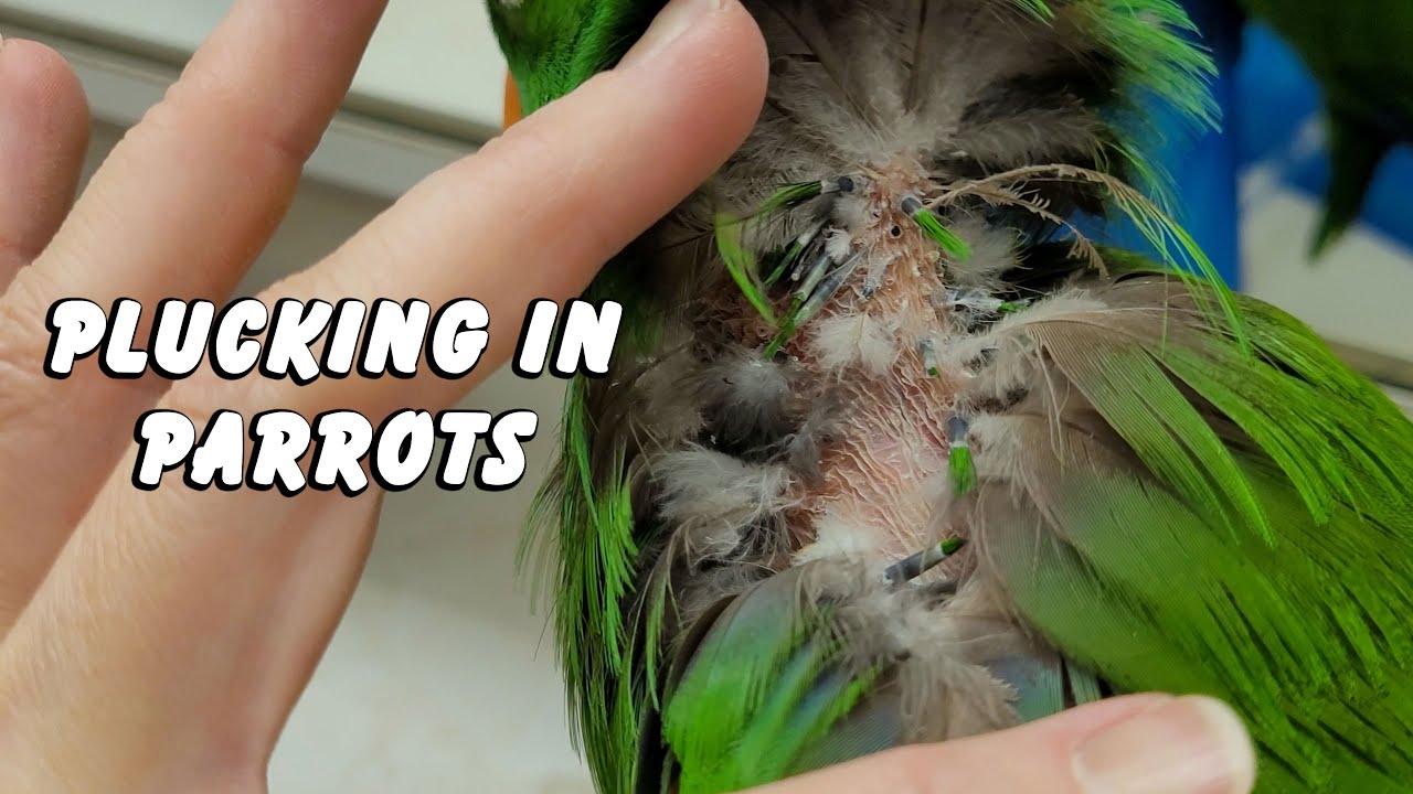Severe Plucking - Jasper the Eclectus Parrot