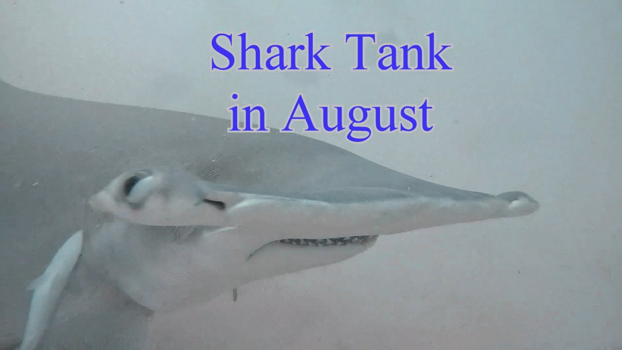 Shark Tank in August - Hulhumale